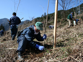 桜の植樹