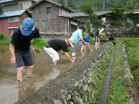 田んぼの学校　田植えのようす