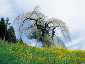 西村大師堂のしだれ桜