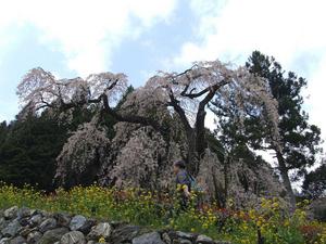 西村大師堂のしだれ桜