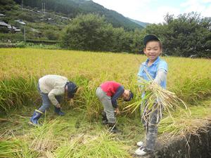 田んぼの学校の稲刈り