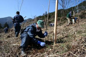 桜の植樹