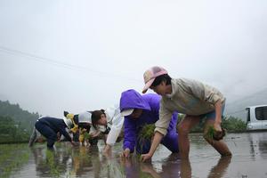 田んぼの学校 田植え (3).JPG