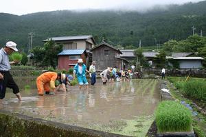 田んぼの学校 田植え (8).JPG