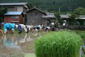 田んぼの学校 田植え (9).JPG