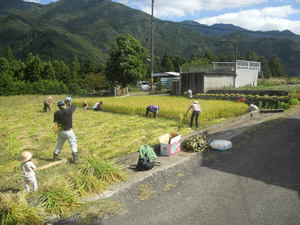 田んぼの学校 稲刈り (4).jpg