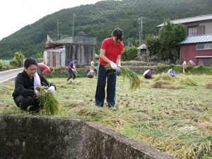 田んぼの学校 稲刈り (8).JPG