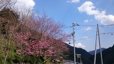 竹内桜