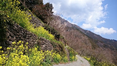 菜の花街道