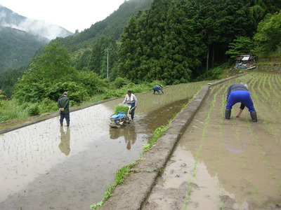 田んぼの学校（H24田植え） 005.jpg