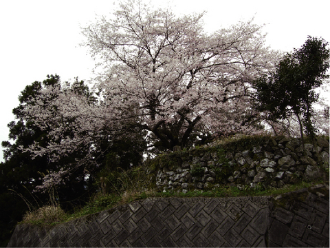 13.庄屋の墓と苗代桜