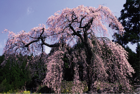 14.西村大師堂のしだれ桜