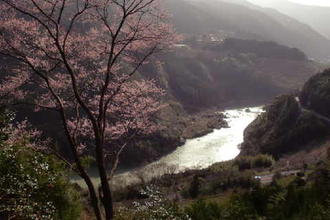 32.良志清桜